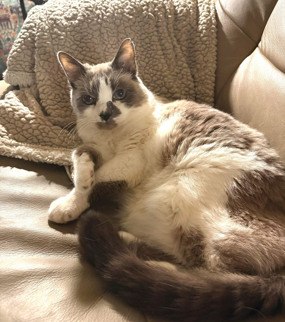 Aunt Holly Cat 3
