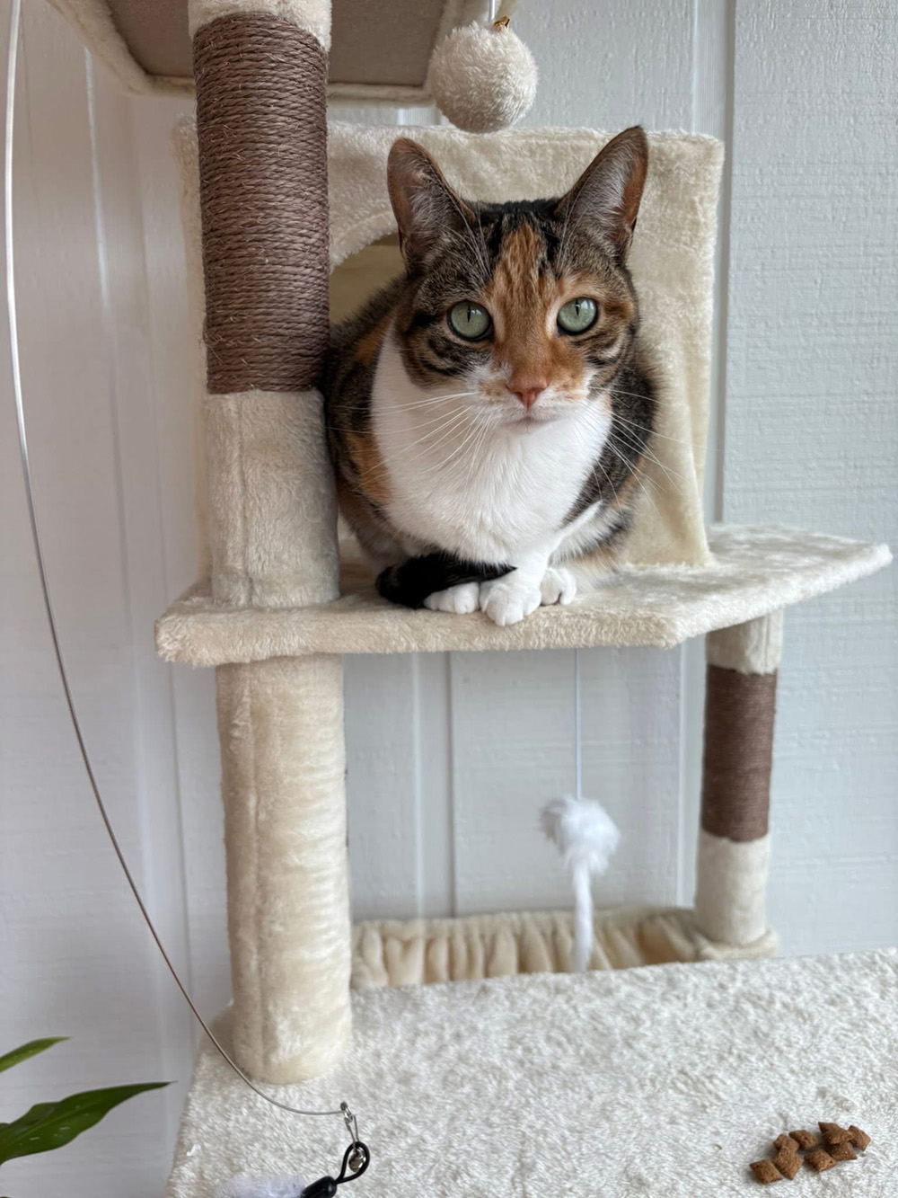 Aunt Holly Cat 4