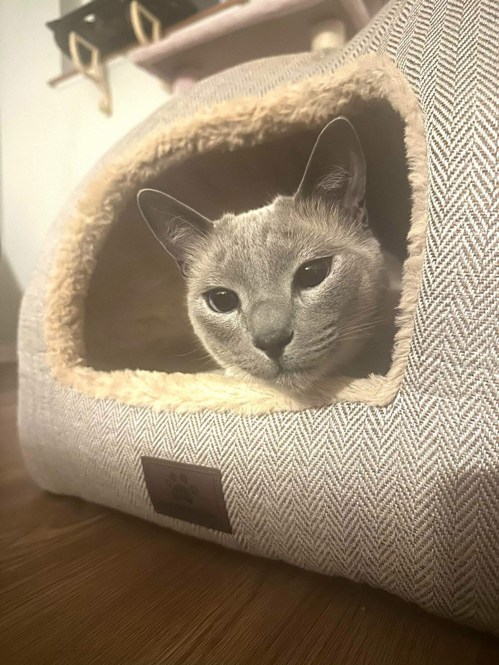 Aunt Holly Cat 5