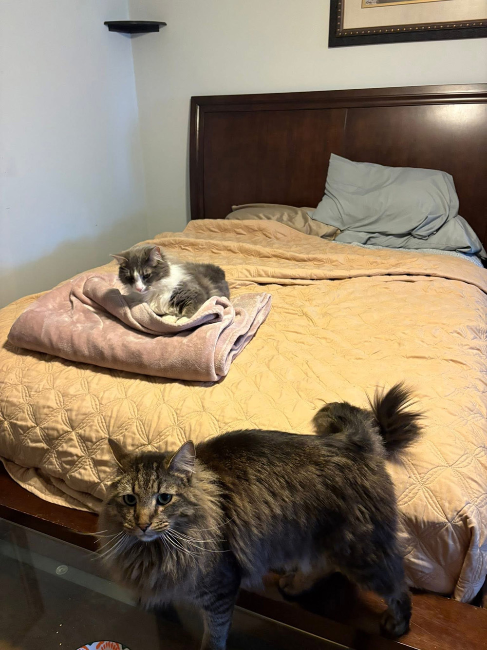 Aunt Holly Cat 6