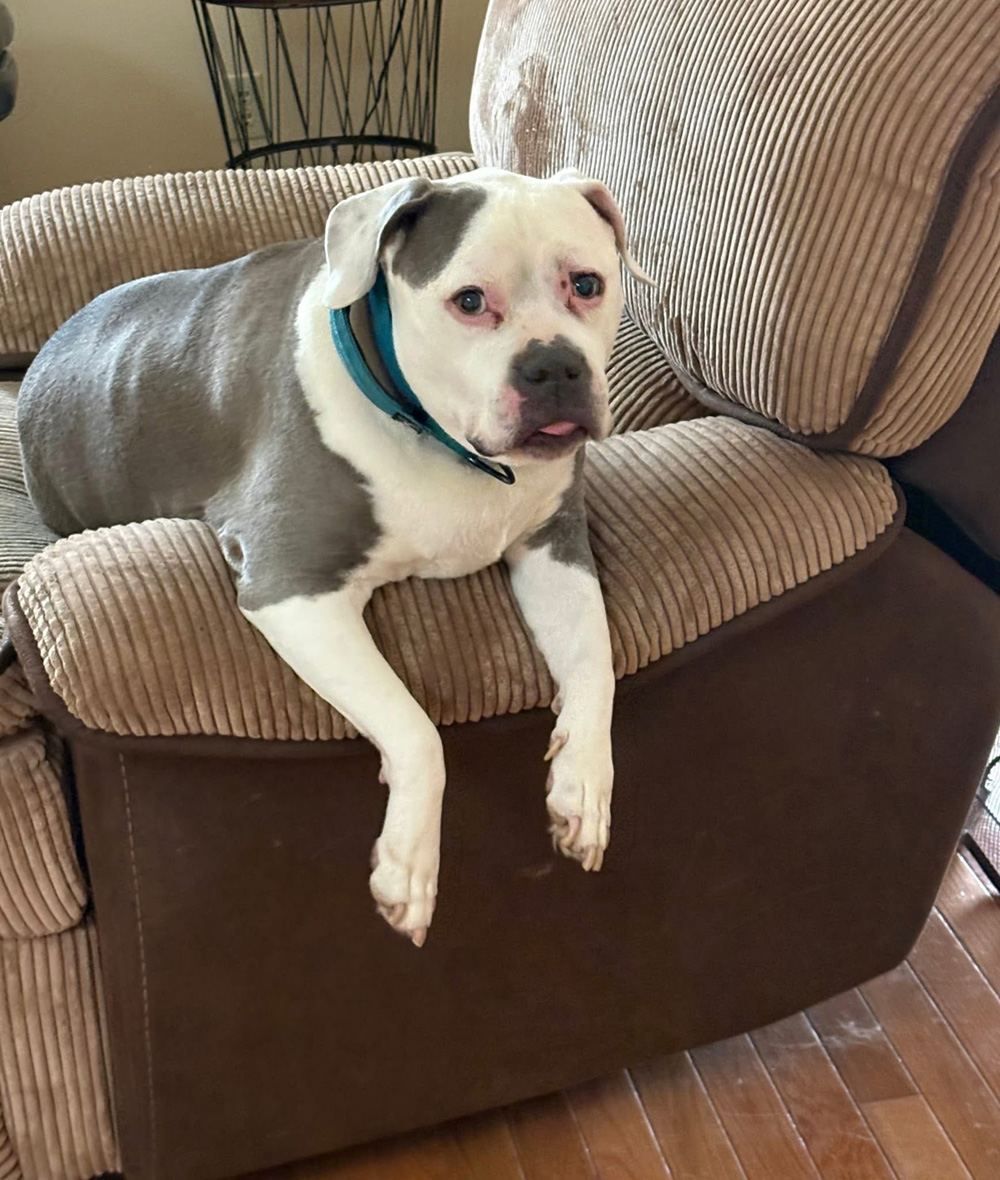 Aunt Holly Dog 11