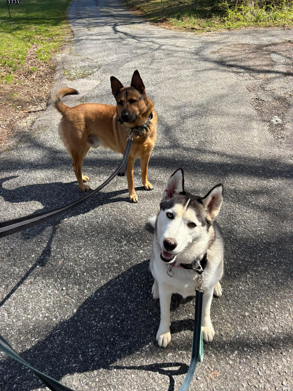 Aunt Holly Dogs 4