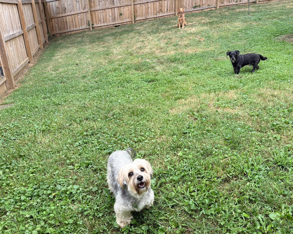 Aunt Holly Dogs 6