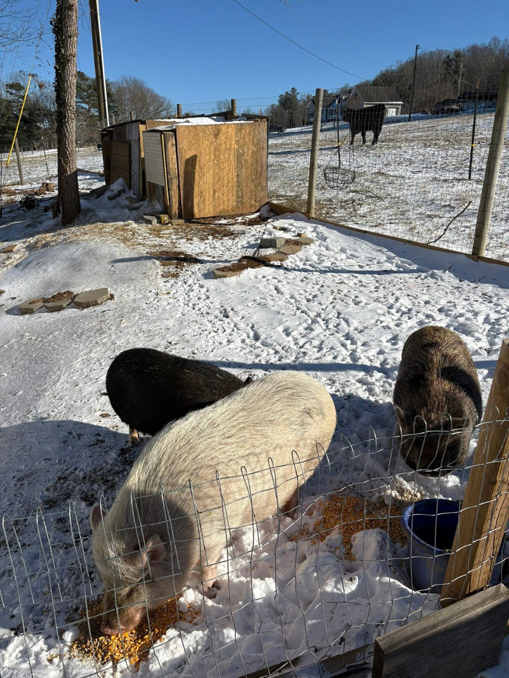 Aunt Holly Farm 1