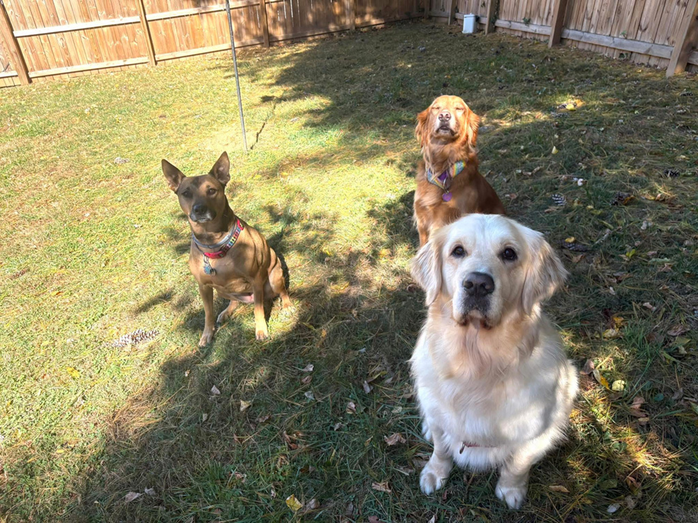 https://aunthollyshvl.com/wp-content/uploads/2026/04/Aunt-Holly-Pet-Services.jpg
