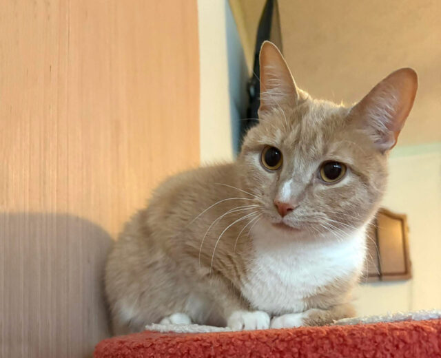 https://aunthollyshvl.com/wp-content/uploads/2026/04/Cat-Home-Image-640x520.jpg
