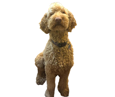 https://aunthollyshvl.com/wp-content/uploads/2026/04/Dog-Banner.png